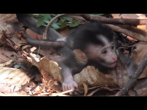 Видео: Бедный ребенок, его мать не хочет давать ему молока [Пострадавшая обезьянка] #tuabangmonkey