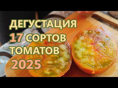Видео: 17 коллекционных сортов томатов в срезе. Дегустация 2025 часть 2.