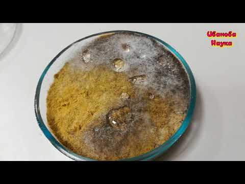 Видео: Выращиваем биопрепараты. Мукор или Метаризиум? Разбираемся.