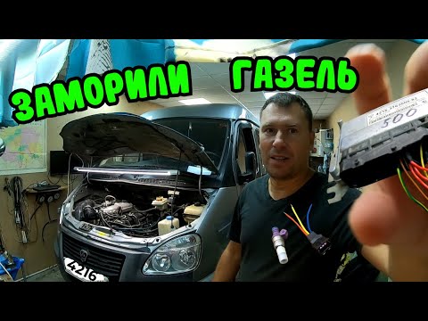 Видео: Заморённая газель.