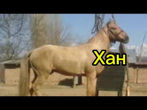 Видео: Токо акеден Гул сарынын баласы +996-559-810-606 10 ноября 2025 г.