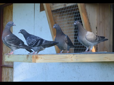 Видео: 14 серия.Первый выход молодых спортивных голубей First appearance of young sporting pigeons