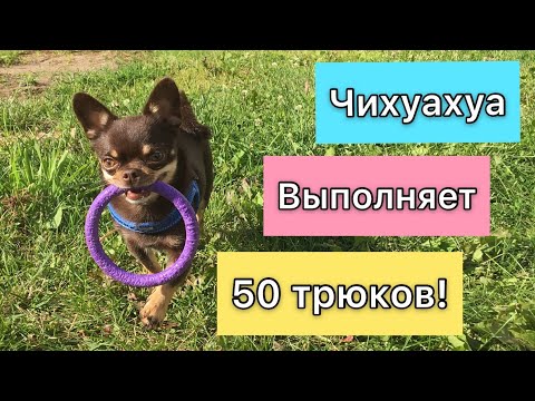 Видео: Чихуахуа Арчи выполняет команды. 50 крутых трюков от чихуахуа! Все трюки которые знает моя собака
