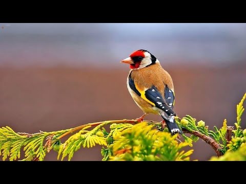 Видео: #содержание_щегла(часть1)