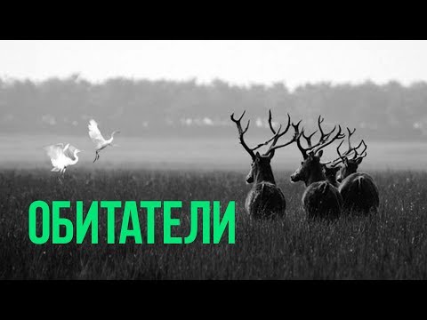 Видео: ОБИТАТЕЛИ (Inhabitants) | А. Пелешян | Документальный фильм | Классика мирового кино