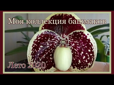 Видео: 70. Моя коллекция башмаков. Лето 2020.