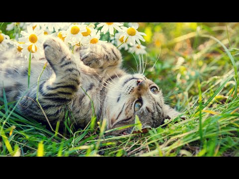 Видео: Тихой летней ночью послушайте пение сверчков🌙 вместе с котом~🎵10 часов спокойной музыки