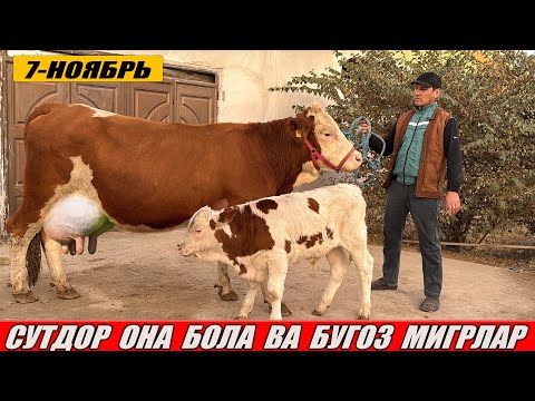 Видео: ЗУРЛАРИДАН   СУТДОР  ОНА  БОЛА  ВА БУГОЗ  СИГРЛАР