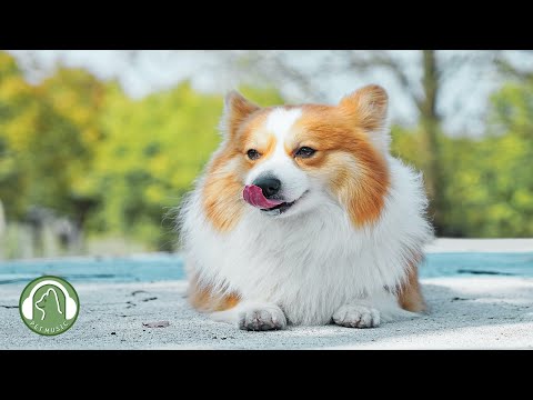 Видео: Расслабляющая музыка для собак - успокаивающая музыка, расслабляющая музыка, любимая музыка собак.