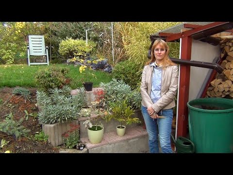 Видео: Листопадные бонсай. Зимовка.