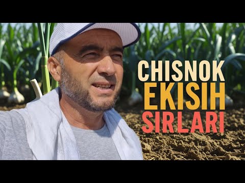 Видео: Саримсоқ (Чеснок) экиш сирлари. 3- Қисм #bobodexqonlar 