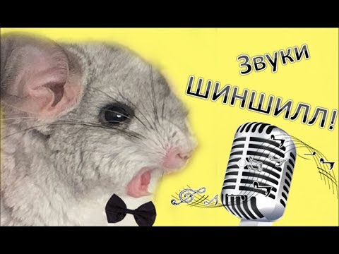 Видео: Звуки ШИНШИЛЛ! Что они означают?