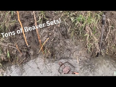 Видео: День открытия отлова бобров в 2025 году (отлов бобров с помощью утопцев), эпизод 1