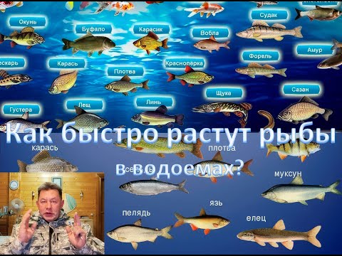 Видео: Как быстро растут рыбы в водоемах? Кто Больше -Кто Меньше ?