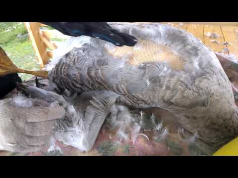 Видео: Ощип гусей с помощью парогенератора или гусиная "свадьба"// мое хозяйство