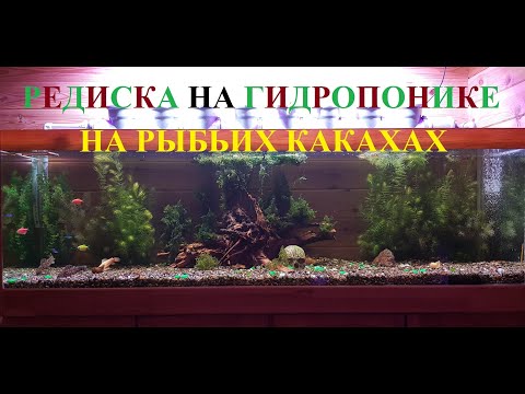 Видео: РЕДИСКА НА ГИДРОПОНИКЕ ФИТОФИЛЬТР ДЛЯ АКВАРИУМА aquaponics for the aquarium