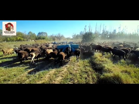 Видео: ГУСФАНТИ ЧӮПОН БОЧА РЕСТАРАНИ НАВДА ГУЗАШТ #чӯпонбола 