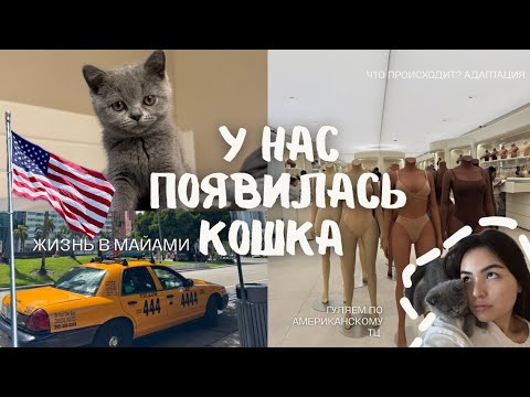 Видео: VLOG: У нас появилась кошка // Как проходит мой день в Америке?  #vlogmiami 