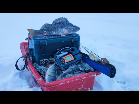 Видео: КЛЮНУЛ КАБАН НА 800гр. Зимняя рыбалка на окуня на зимнюю блесну.