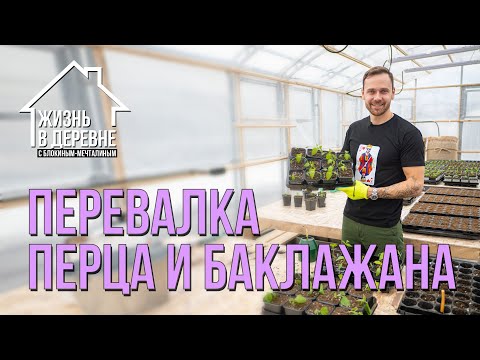Видео: Простая перевалка перца и баклажана | Для раннего урожая