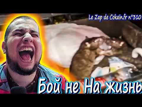 Видео: Manyrin смотрит Le Zap de Cokaïn.fr n°310