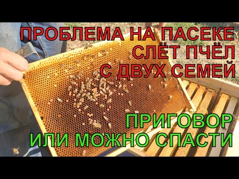 Видео: БЕДА НА ПАСЕКЕ в конце сезона СЛЕТЕЛИ ПЧЁЛЫ С ДВУХ СЕМЕЙ что дальше причина слёта на лицо 😳🐝🐝