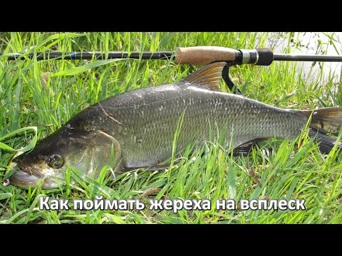 Видео: Как поймать жереха на всплеск. Ловля жереха на стик