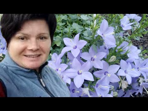 Видео: КАМПАНУЛЫ. Самое время для черенков! Что я предлагаю 😉 к отправке весной.