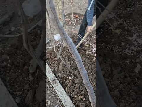 Видео: додани гизо ба дарахт