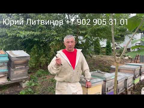 Видео: Чем обрабатывать пчел от клеща. Изоляция маток. 