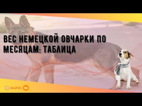 Видео: Вес немецкой овчарки по месяцам: таблица