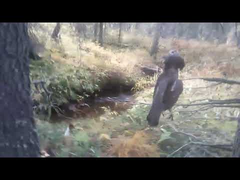 Видео: Проверка петель на рябчика