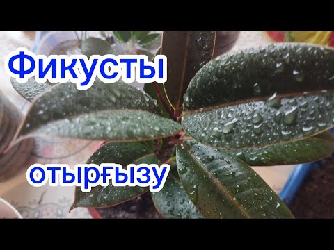 Видео: Фикус гүлін отырғызу.#өсімдік #гүлдер #фикус Гүлдер әлемі 🌺