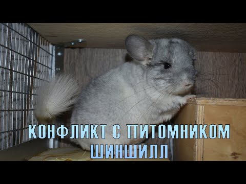 Видео: Покупка шиншиллы у заводчика. Печальный опыт