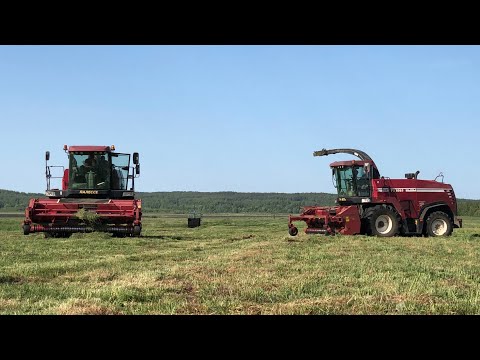 Видео: Заготовка сенажа / 2X ПАЛЕССЕ FS8060, БЕЛАРУС 923.4, 3X МАЗ 6501 и др. /