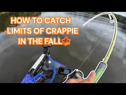 Видео: КАК ПОЛОВИТЬ ОСЕННЮЮ КРАППИ ‼️ БЕЗУМНАЯ ОСЕННЯЯ РЫБАЛКА НА КРАППИ ‼️ (БЕЗ ОБЪЕМА)