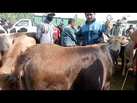 Видео: Нарху навои гуначину букахо дар молбозори Кумсангир 14/09/2025.