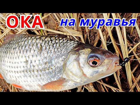 Видео: Окская плотва и краснопёрка. Рыбалка на мормышку в начале мая.