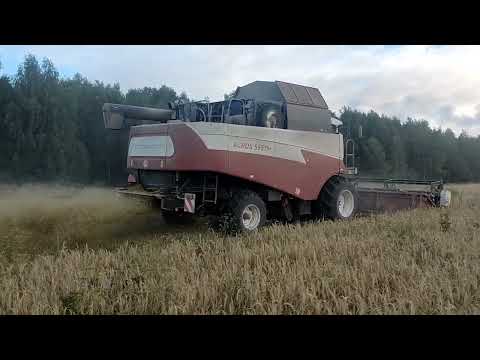 Видео: Уборка пшеницы, Дон 1500Б, Акрос 595  plus