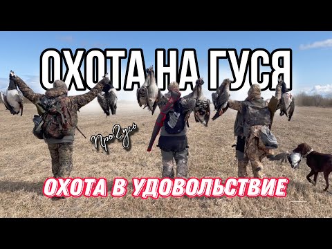 Видео: Охота на гуся в Удовольствие!