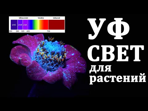 Видео: УФ свет для растений. Как не переборщить ?