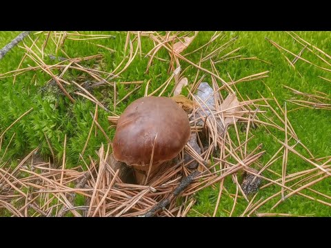 Видео: Гриби мариновані на зиму. Як приготувати мариновані гриби. Вдалий рецепт.