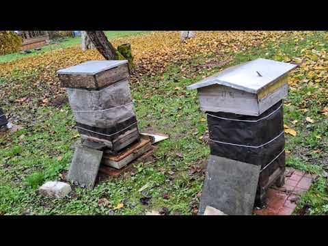 Видео: Окончательная осыпь клеща .