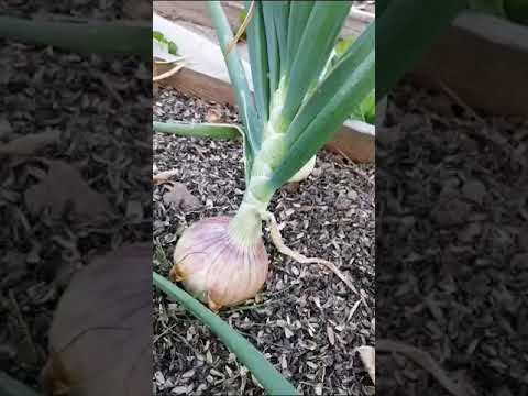 Видео: После неправильного земледелия с трудом восстанавливаем плодородие почвы