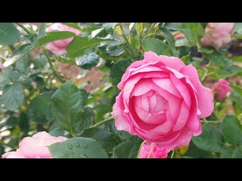 Видео: Неприхотливая француженка для Урала! Chantal Merieux.