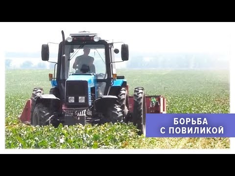 Видео: Борьба с повиликой