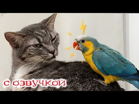 Видео: Приколы с котами! С ОЗВУЧКОЙ! САМЫЕ СМЕШНЫЕ ЖИВОТНЫЕ! Смешные коты! ДО СЛЁЗ!