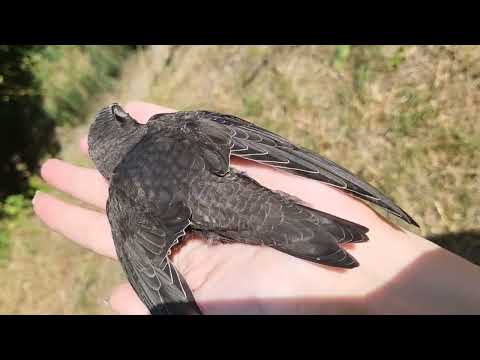 Видео: КАК ВЫКОРМИТЬ СТРИЖА? 🐦 МОЙ ОПЫТ СПАСЕНИЯ СТРИЖОНКА