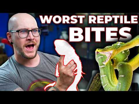 Видео: 5 самых опасных рептилий, которых можно укусить