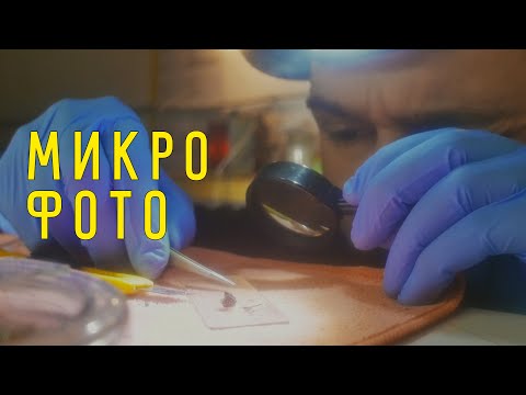 Видео: Микрофото - фотография на микроскоп